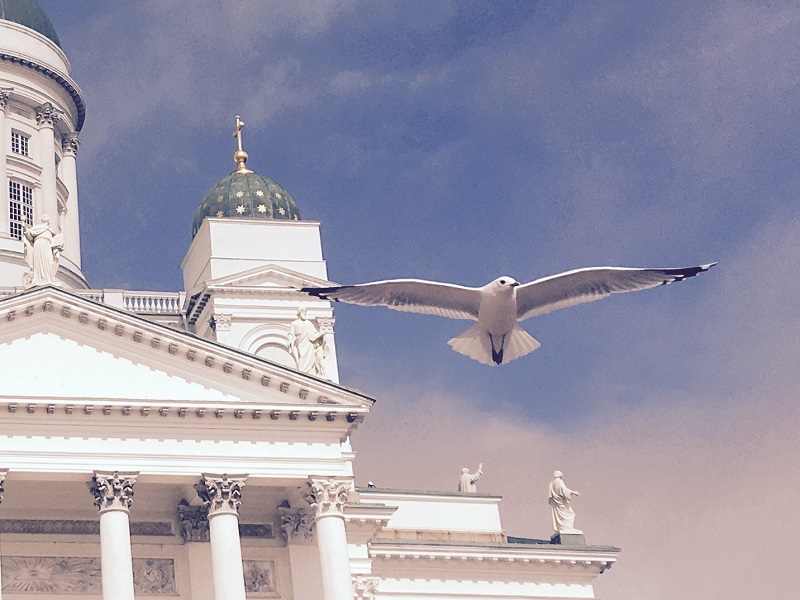 Helsingin tuomiokirkko, kuvan edessä lentää lokki.